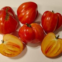 Dwarf Gloria's Treat