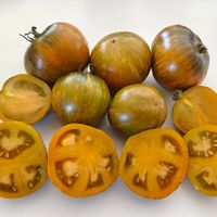 Dwarf Jeremy's Stripes