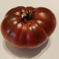 Dwarf Noah's Stripes 