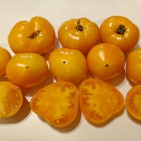 Dwarf Perfect Harmony 