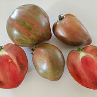 Dwarf Purple Heartthrob