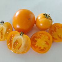 Dwarf Summertime Gold