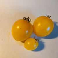 Dwarf Sweet Splash Electra