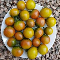 Emerald Green Cherry