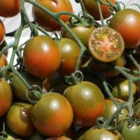 Evil Olive