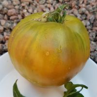 Fistashkovyj Velikan, Pistasch Jätte