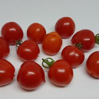 Gardener's Sweetheart 