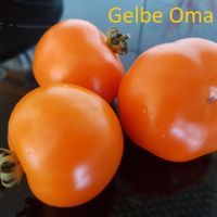 Gelbe Oma