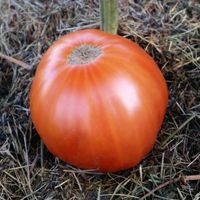 George Detsika's Italian Red