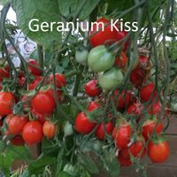 Geranium Kiss