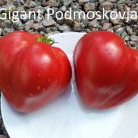 Gigant Podmoskovja