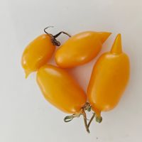 Golden Canary - Zolotaya Kanareyka