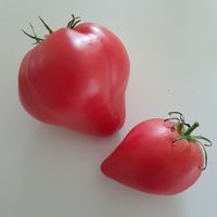 Grandpa’s Coсk’s Plumе, Dedushkino Petushinnoje Pöryshko