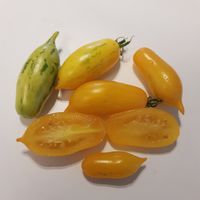 Guinel Sweety, Guinel Yellow 