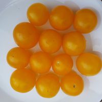 Gul Luvan, Zoltaja Shapochka 