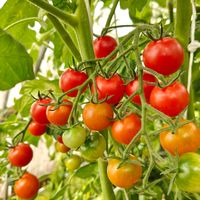 Honigtomaten