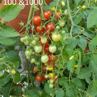 Hundreds and Thousands -100 &1000