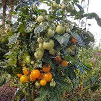 Ijunskije (Juni) gul