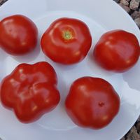 Ijunskije - juni röd