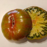 Ivuntänskij Velikan trikolor polosatyj 