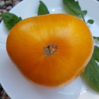 Janet's Jacinthe Jewel