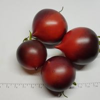 H-34 ROSE ( SOEUR DES COEURS) 