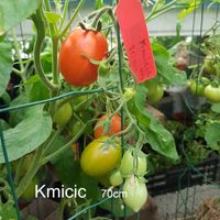 Kmicic