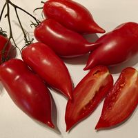 Korejskij Dlinnoplodnyj