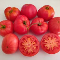 Kornejevskij Rozovyj 