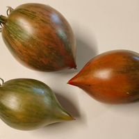 Kozula 130, Pearl of Wisdom