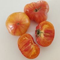 Marz Yellow Pink Stripes 