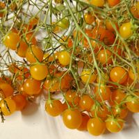 Microberry Tomato