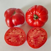 Milka's Red Bulgarian