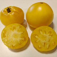 Minusinski Yellow Oxheart