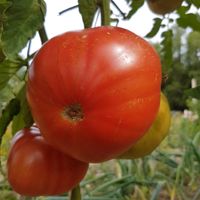 Minusinskij Krasnyj Krupnyj