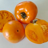 Minusinskij Oranzevyj Krupnyj