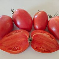 Minusinskij Pertsevidnyj 