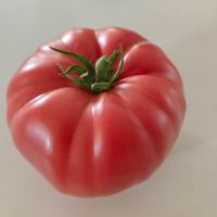 Minusinskij Rozovyj Gigant