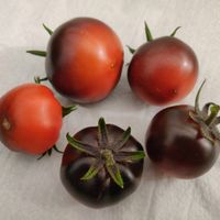 Night Saransk (Nochnoj Saransk)