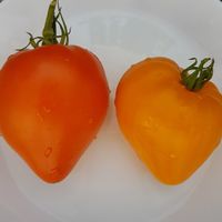 Nochnaja svecha (Night Candle)