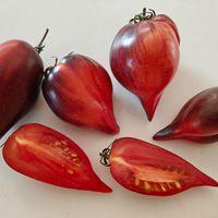 Ognennaja Kometa Sofii, Sophia's Fire Comet