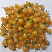 Orange Grape Tress Tomato wild
