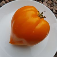 Orange Heart - Liskin Nos - Fox Nose  