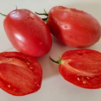 Oslinnyje Ushi, Åsnaöron 