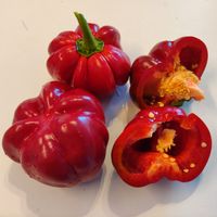Paprika Bulgarian Ratunda