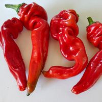Paprika Georgian Nose, Gruzinskij Nos
