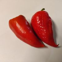 Paprika Ivajlovskaja Kapia