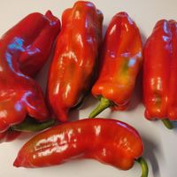 Paprika Korno di Toro Rosso 