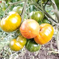 Patti's Yellow Striped Beefsteak