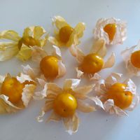 Physalis Beas Dicke